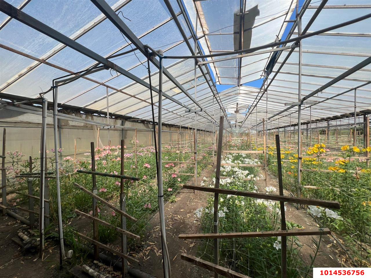 Фото №4: Земельный участок под ИЖС 17 сот. - Нововеличковская, ул. Фрунзе, 63