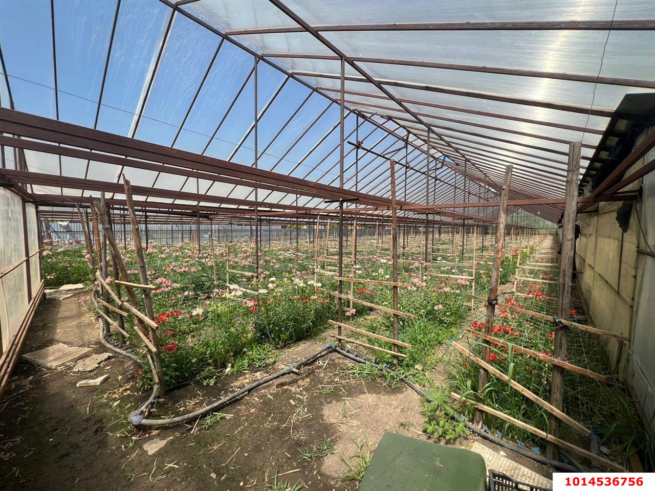 Фото №6: Земельный участок 17 сот. - Нововеличковская, ул. Фрунзе, 63