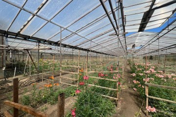 Фото №1: Земельный участок под ИЖС 17 сот. - Нововеличковская, ул. Фрунзе, 63