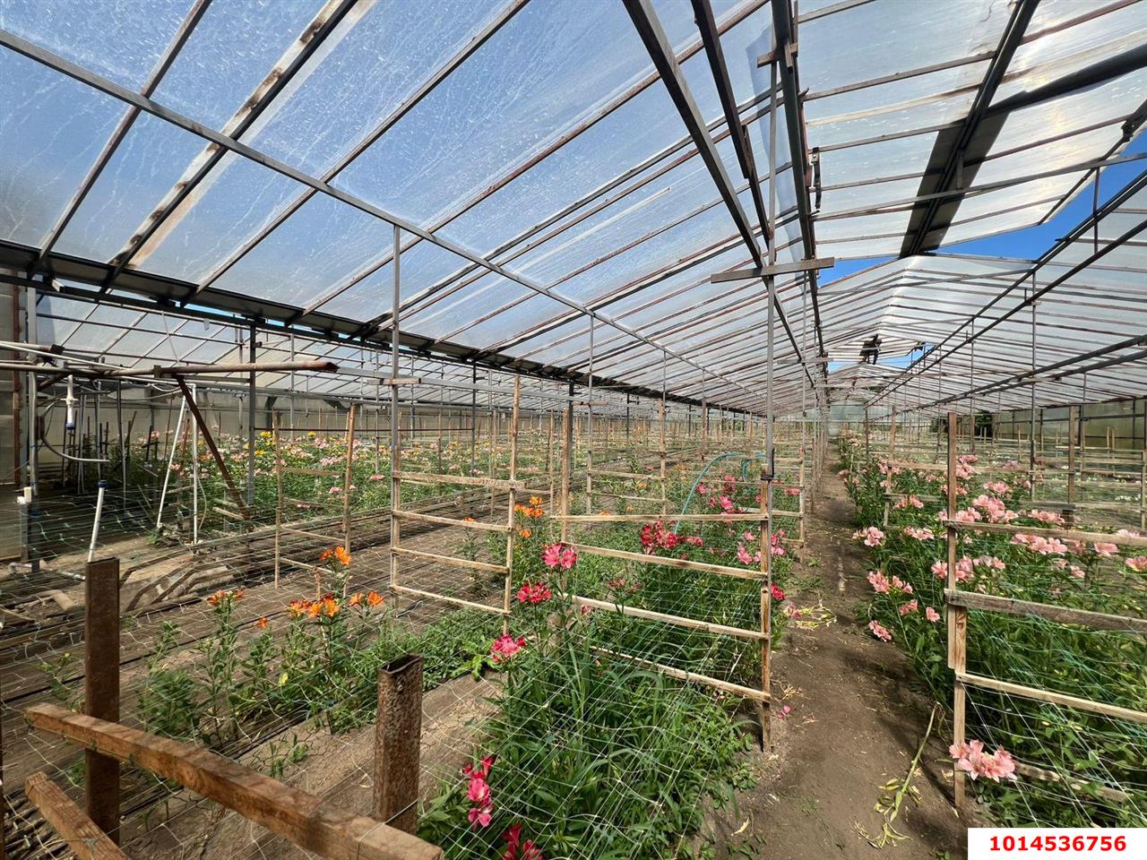 Фото №1: Земельный участок под ИЖС 17 сот. - Нововеличковская, ул. Фрунзе, 63