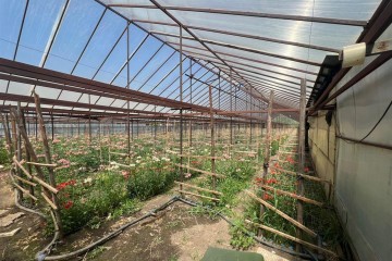 Фото №5: Земельный участок под ИЖС 17 сот. - Нововеличковская, ул. Фрунзе, 63