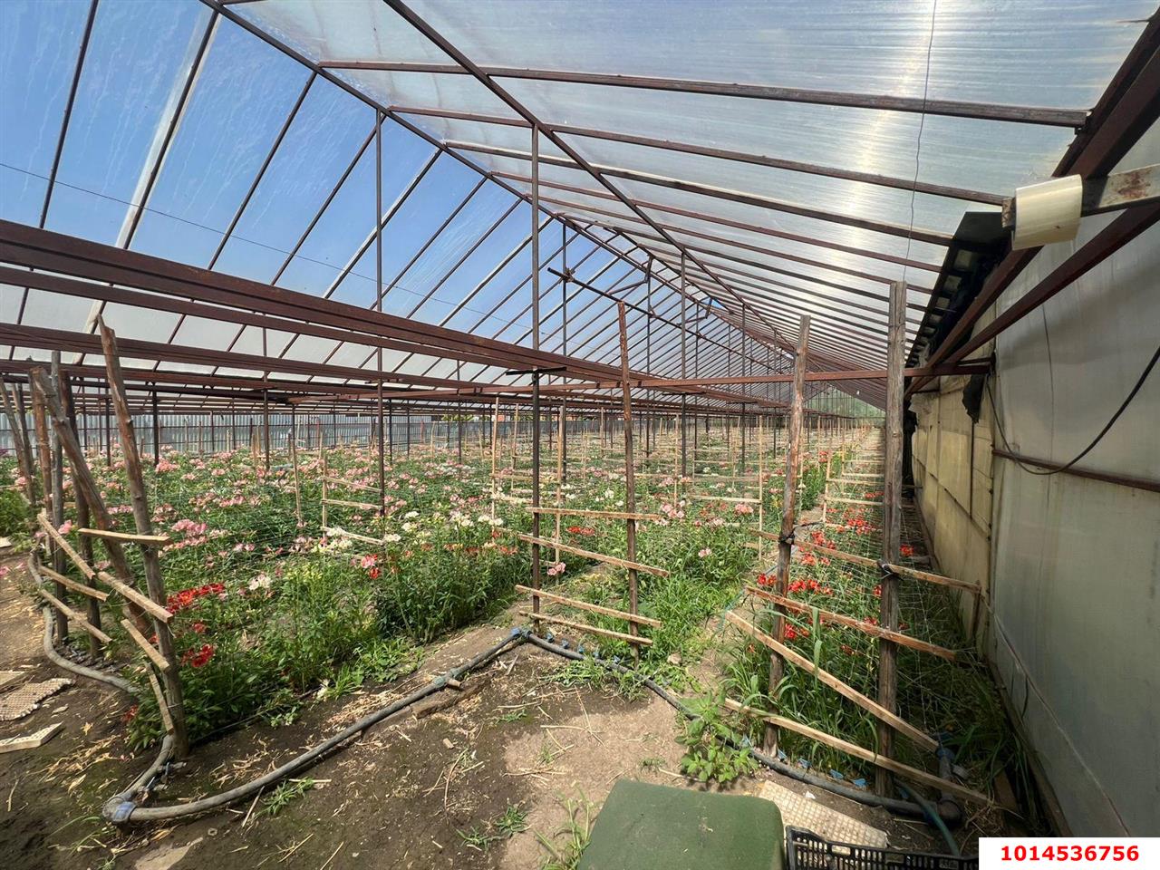 Фото №5: Земельный участок под ИЖС 17 сот. - Нововеличковская, ул. Фрунзе, 63