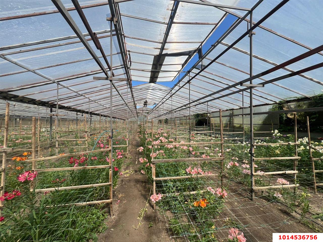 Фото №2: Земельный участок под ИЖС 17 сот. - Нововеличковская, ул. Фрунзе, 63