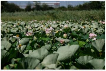 Фото №4: Земельный участок 7.7 сот. - Белозёрный, мкр. Прикубанский внутригородской округ, ул. Прекрасная, 1