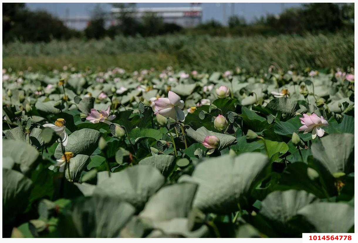 Фото №4: Земельный участок 7.7 сот. - Белозёрный, мкр. Прикубанский внутригородской округ, ул. Прекрасная, 1