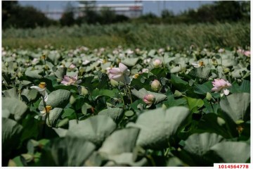 Фото №4: Земельный участок под ИЖС 7.7 сот. - Белозёрный, мкр. Прикубанский внутригородской округ, ул. Прекрасная, 1