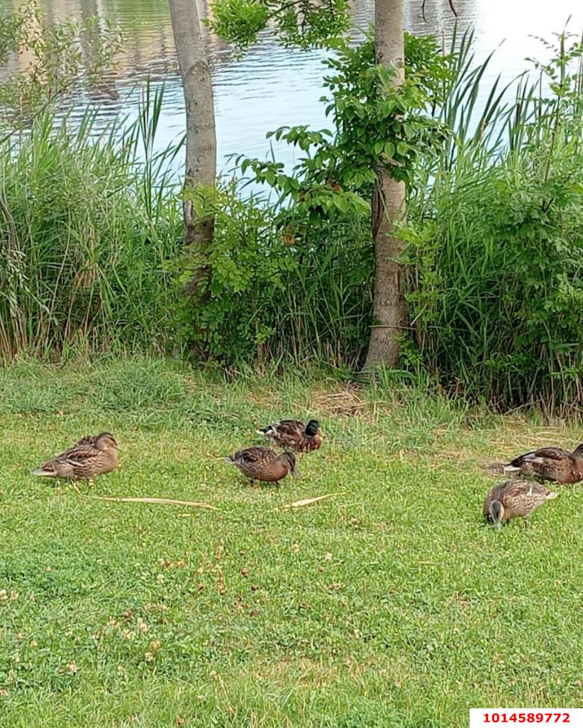 Фото №6: Дом 148 м² + 15 сот. - Шептальский, ул. Мичурина, 5