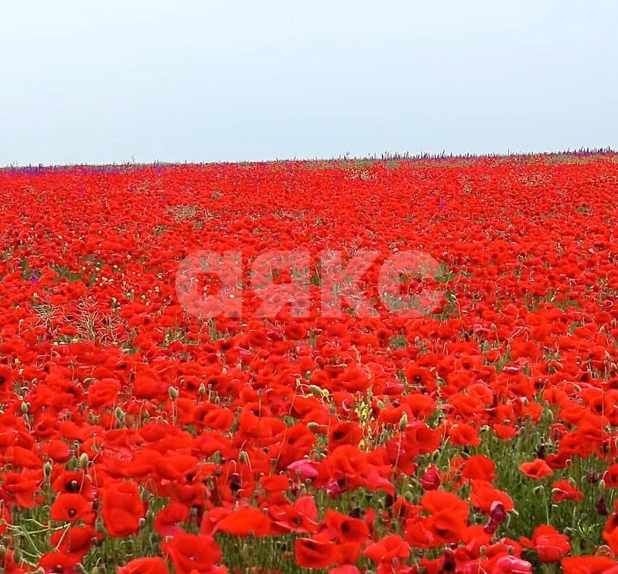 Фото №18: Личное подсобное хозяйство 14.97 сот. - Кучугуры, ул. Азовская, 11