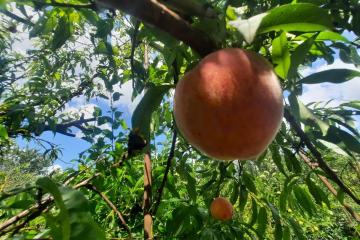 Фото №5: Дом 35 м² - № 7, мкр. Прикубанский внутригородской округ, ул. 2-я Линия, 10