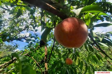 Фото №5: Дом 35 м² - № 7, мкр. Прикубанский внутригородской округ, ул. 2-я Линия, 10