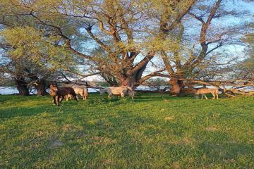 Фото №1: Земельный участок 19 сот. - Афипсип, ул. Набережная, 22