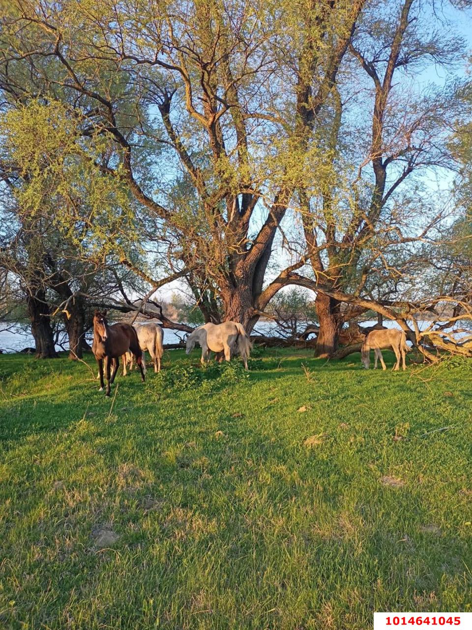Фото №1: Земельный участок 19 сот. - Афипсип, ул. Набережная, 22