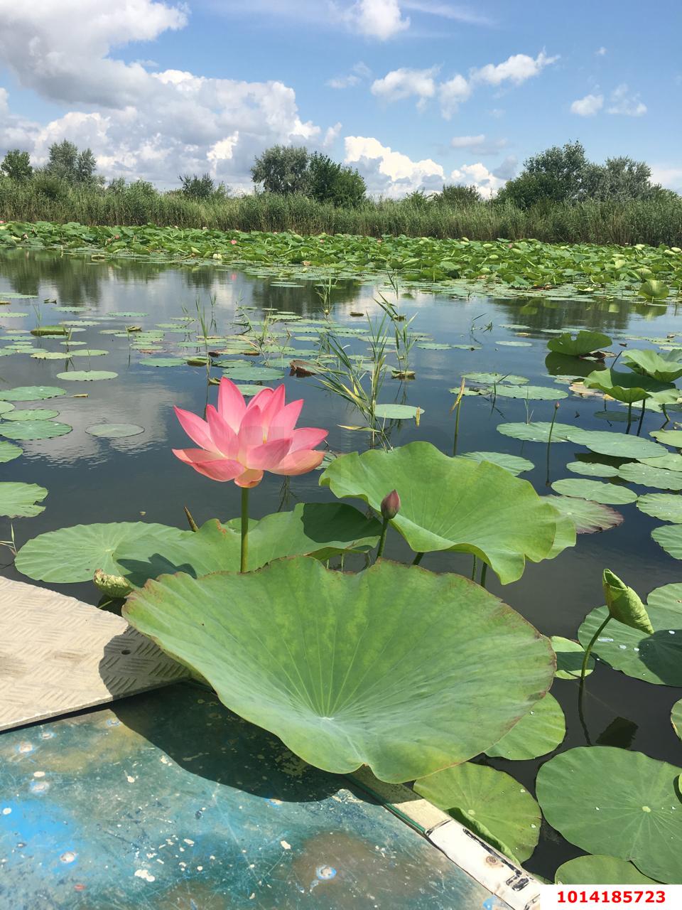 Фото №2: Дом 74 м² + 15 сот. - Садки, ул. Чапаева, 8/4