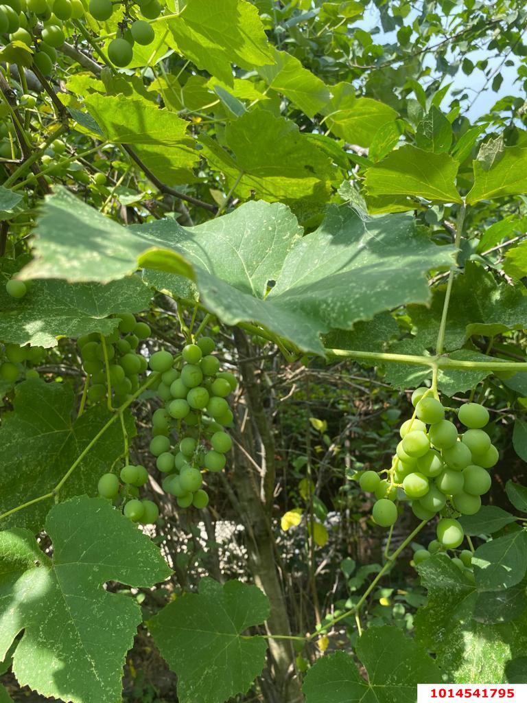 Фото №14: Дом 36 м² + 4 сот. - Елизаветинская, Прикубанский внутригородской округ, ст Кубань, ул. Ореховая, 23