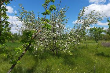 Фото №5: Земельный участок 7.2 сот. - Полтавка, ул. Гридасова