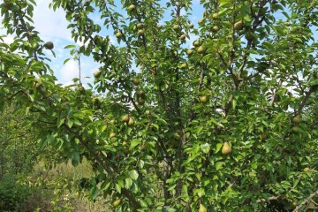 Фото №3: Земельный участок под ИЖС 7.2 сот. - Полтавка, ул. Гридасова