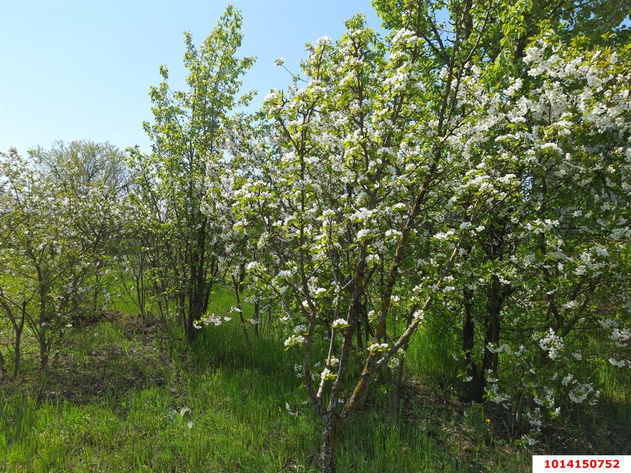 Фото №2: Земельный участок 7.2 сот. - Полтавка, ул. Гридасова