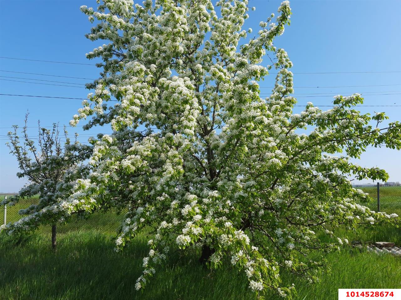 Фото №1: Земельный участок 7.2 сот. - 