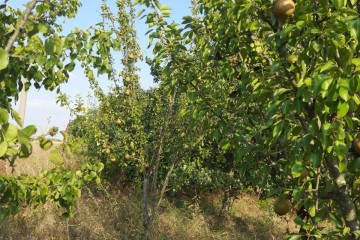 Фото №4: Земельный участок под ИЖС 7.2 сот. - Полтавка, ул. Гридасова