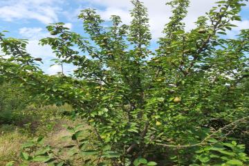 Фото №3: Земельный участок 7.2 сот. - Полтавка, ул. Гридасова