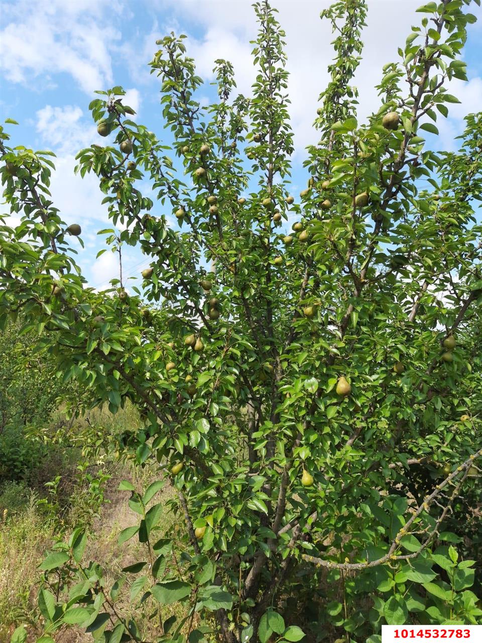 Фото №3: Земельный участок 7.2 сот. - Полтавка, ул. Гридасова