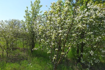 Фото №2: Земельный участок под ИЖС 7.2 сот. - Полтавка, ул. Гридасова