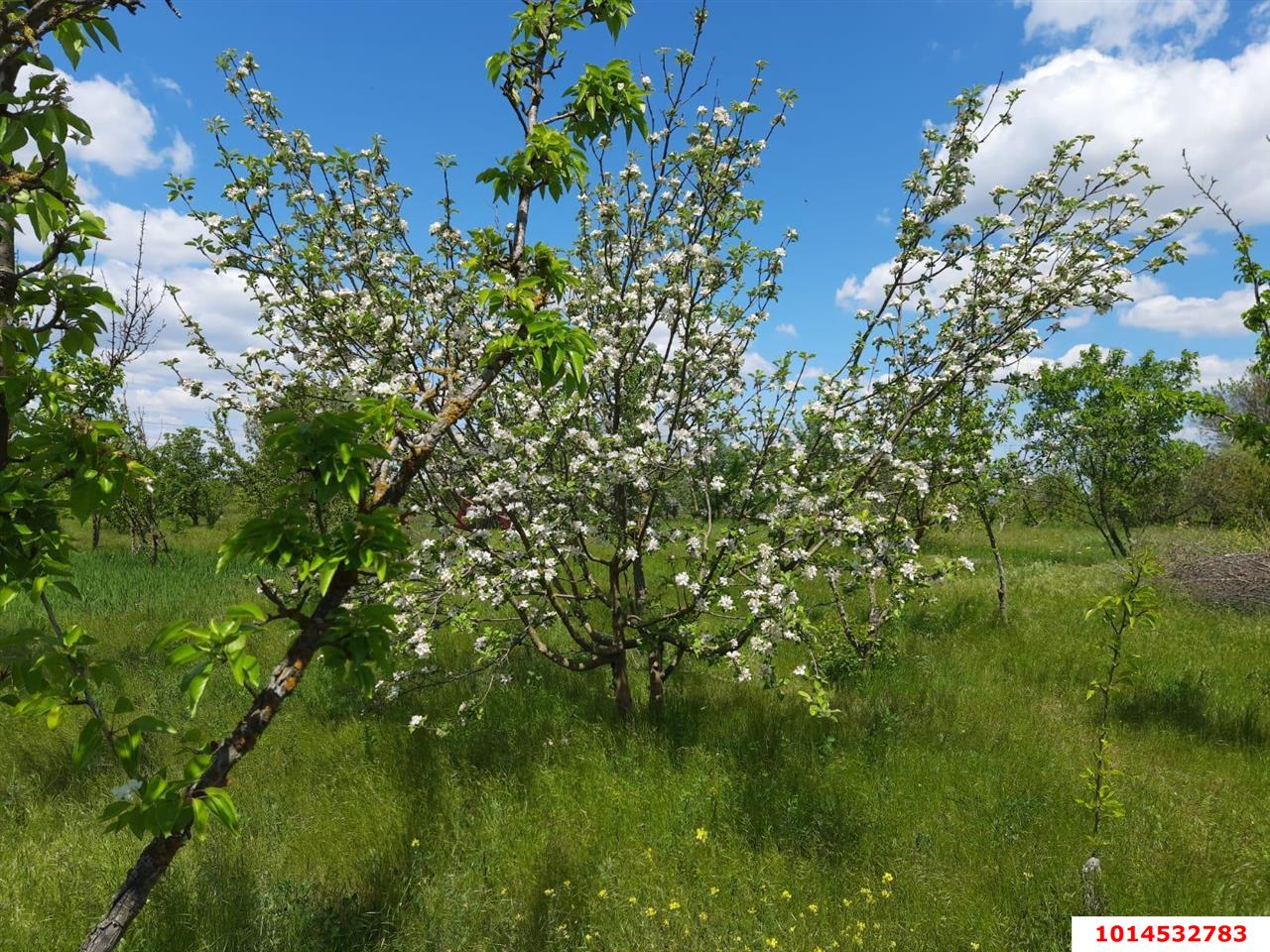 Фото №5: Земельный участок под ИЖС 7.2 сот. - Полтавка, ул. Гридасова