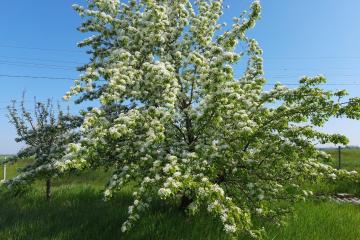 Фото №1: Земельный участок 7.2 сот. - Полтавка, ул. Гридасова