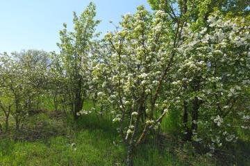 Фото №2: Земельный участок 7.2 сот. - Полтавка, ул. Гридасова