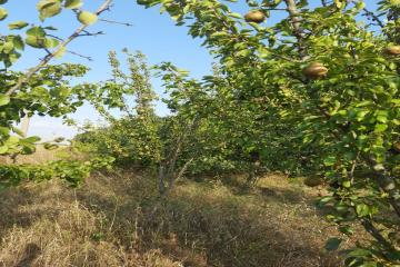 Фото №4: Земельный участок 7.2 сот. - Полтавка, ул. Гридасова