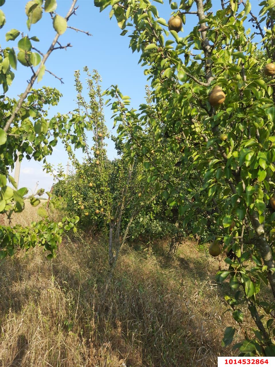 Фото №4: Земельный участок 7.2 сот. - Полтавка, ул. Гридасова