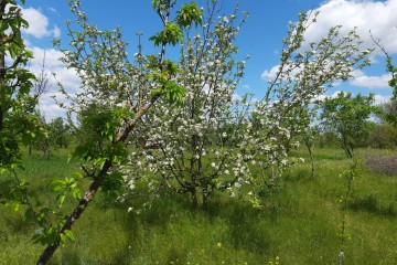 Фото №5: Земельный участок под ИЖС 7.2 сот. - Полтавка, ул. Гридасова