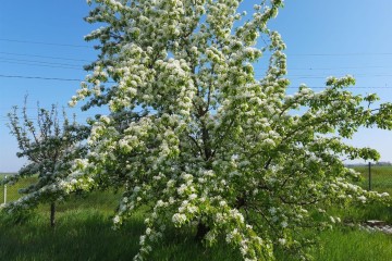Фото №1: Земельный участок под ИЖС 7.2 сот. - Полтавка, ул. Гридасова