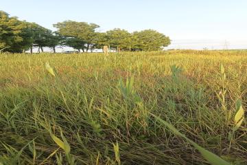 Фото №5: Земельный участок 6.81 сот. - Осечки, 31В