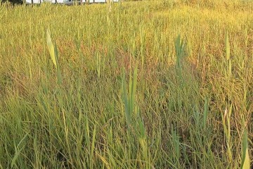 Фото №5: Земельный участок под ИЖС 6.81 сот. - Осечки, 31В