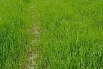 Фото №3: Коммерческая земля 15 сот. - Гостагаевская, ул. Советская, 1