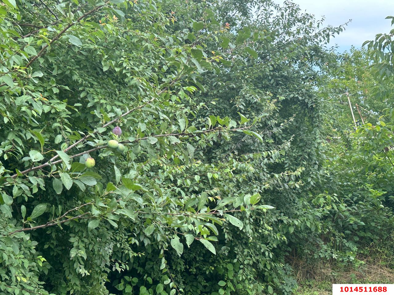 Фото №6: Дом 49 м² + 4 сот. - НСТ Ориентир, Прикубанский внутригородской округ, ул. Дружбы