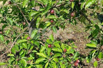 Фото №5: Личное подсобное хозяйство - Курчанская, ул. Кривой тупик