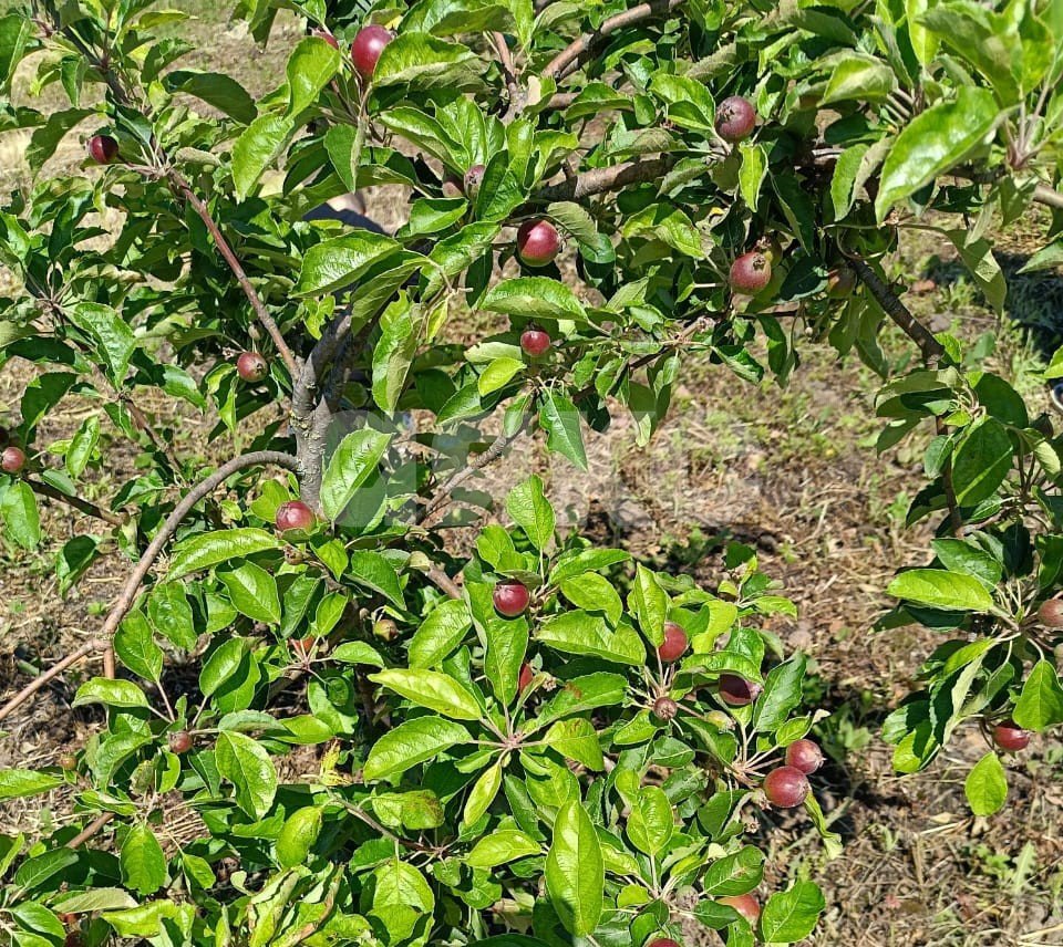 Фото №5: Личное подсобное хозяйство 6 сот. - Курчанская, ул. Кривой тупик