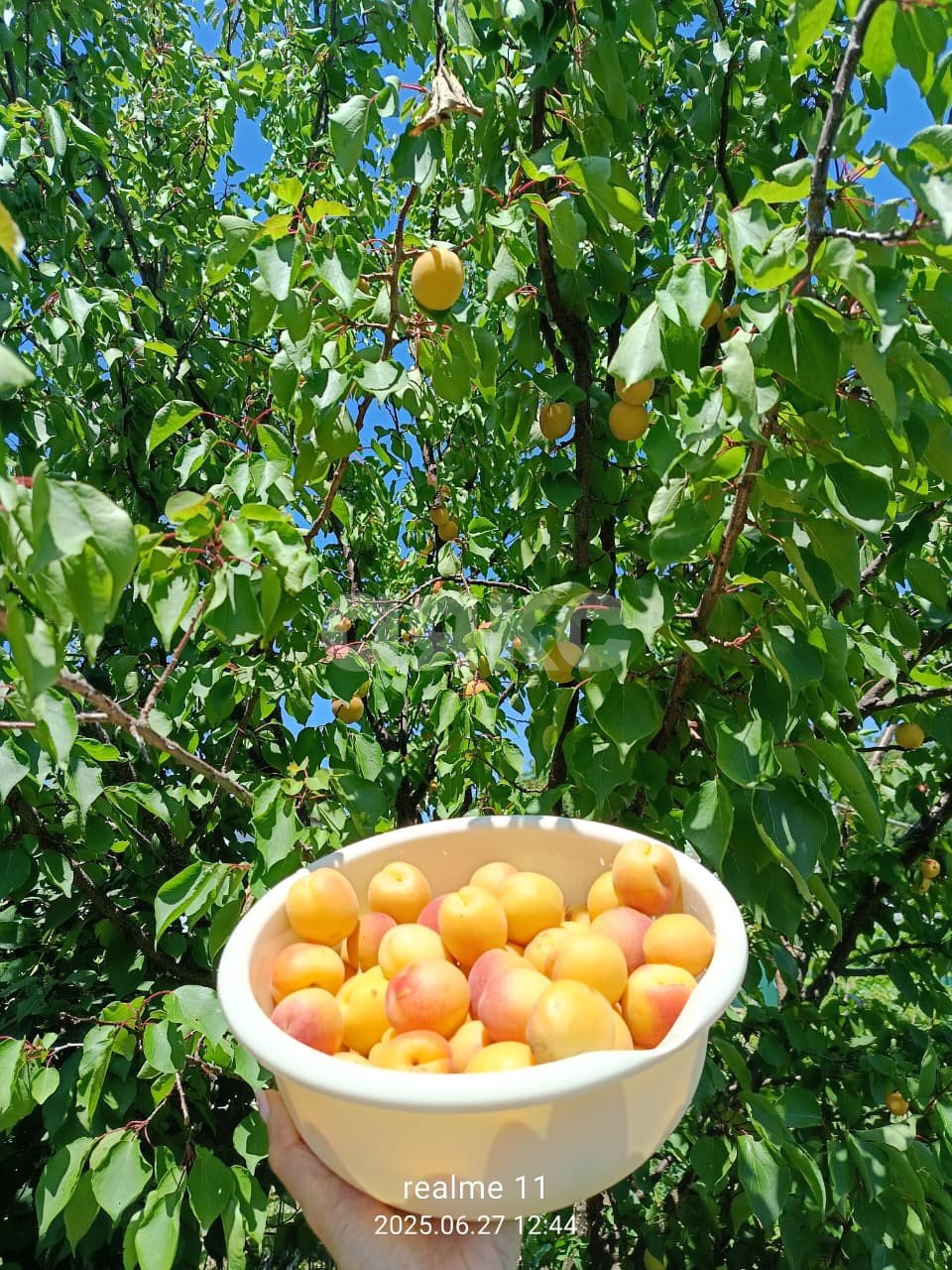 Фото №8: Личное подсобное хозяйство 6 сот. - Курчанская, ул. Кривой тупик