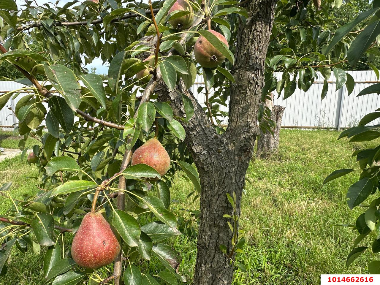 Фото №14: Дом 61 м² + 4.2 сот. - Берег Кубани ВНИИ риса, Прикубанский внутригородской округ, ул. Ореховая, 40