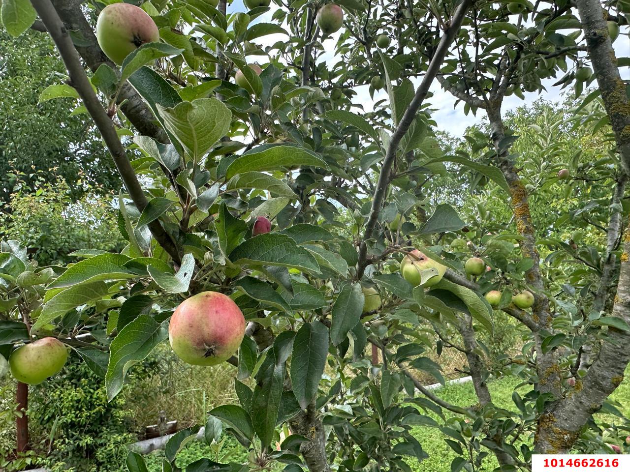 Фото №13: Дом 61 м² + 4.2 сот. - Берег Кубани ВНИИ риса, мкр. Прикубанский внутригородской округ, ул. Ореховая, 40