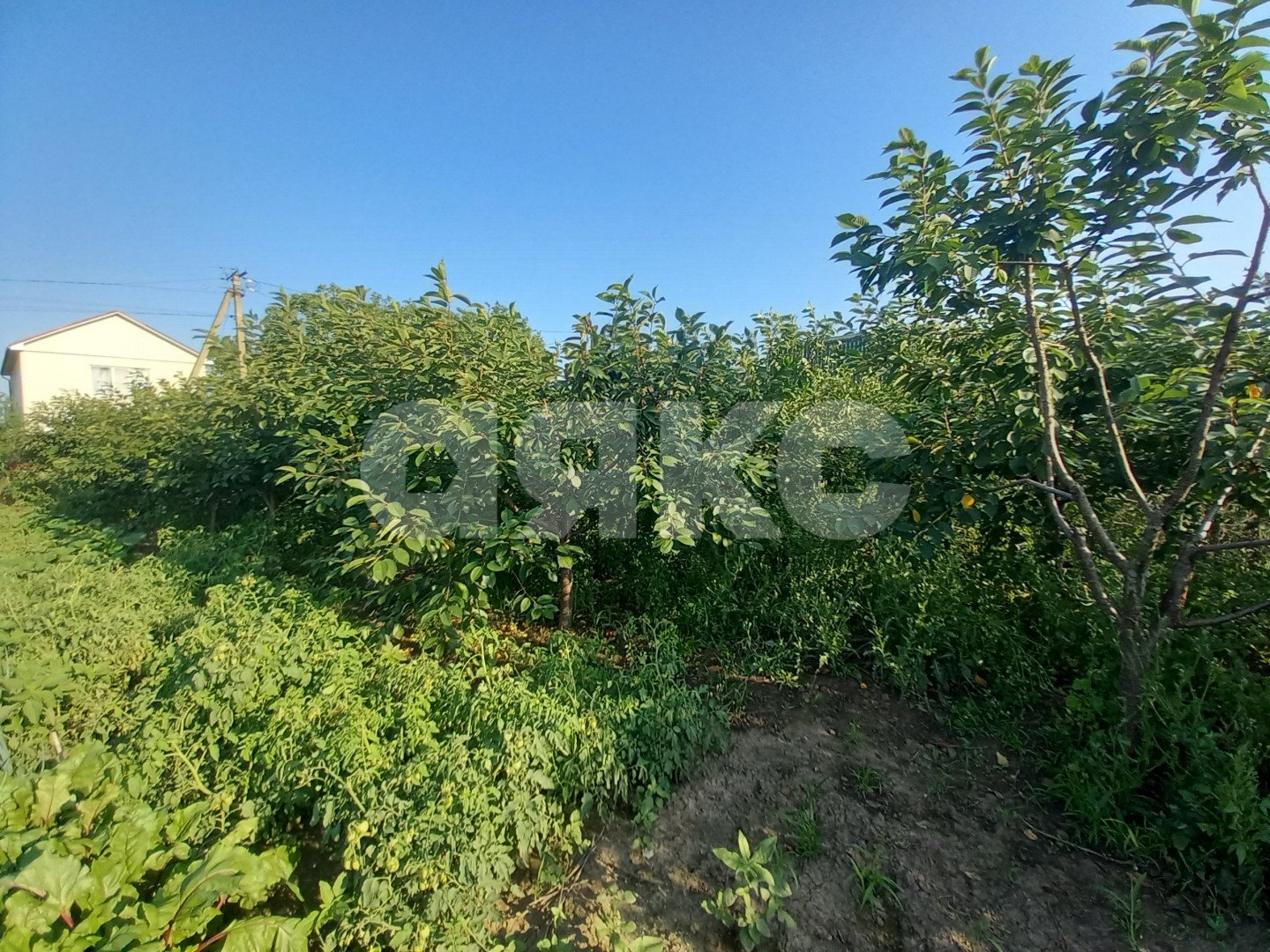 Фото №9: Личное подсобное хозяйство 6 сот. - Курчанская, ул. Набережная, 323