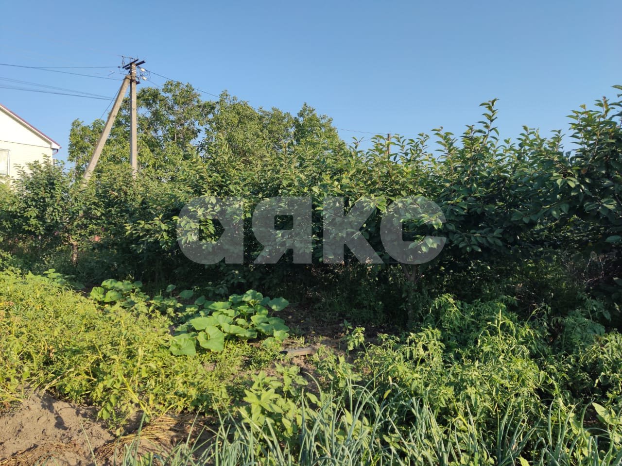 Фото №5: Личное подсобное хозяйство 6 сот. - Курчанская, ул. Набережная, 323