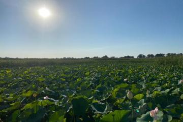 Фото №5: Земельный участок 6 сот. - Берег Кубани ВНИИ риса, мкр. Прикубанский внутригородской округ, ул. Цветочная, 243