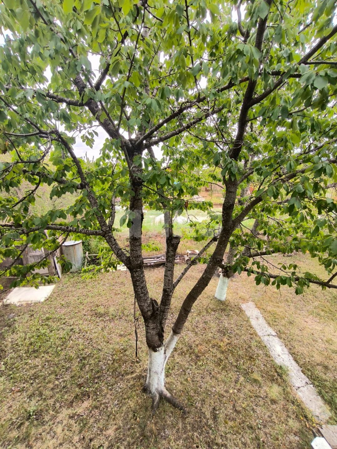 Фото №15: Участок садоводство 9 сот. - Мраморное, СНТ Ветеран 1, ул. Вишнёвая