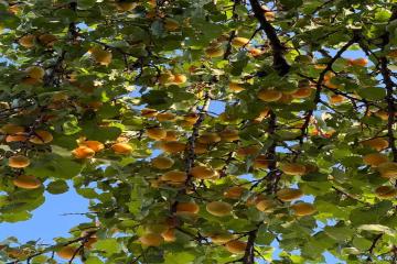 Фото №5: Земельный участок 4.02 сот. - Октябрьский, ст Краснодарский ЗИП-20, ул. Персиковая, 18/1