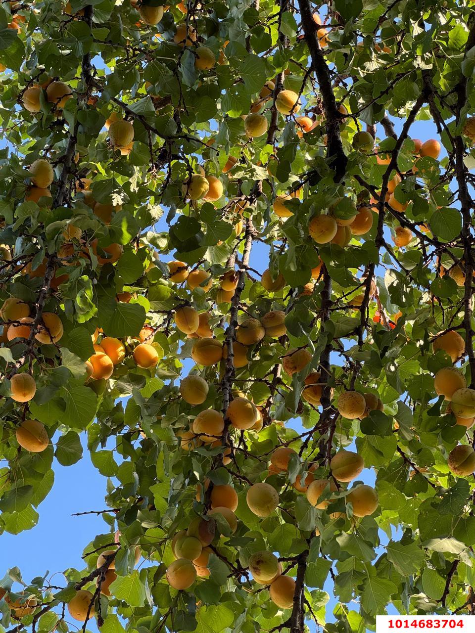 Фото №5: Земельный участок 4.02 сот. - Октябрьский, Прикубанский внутригородской округ, ст Краснодарский ЗИП-20, ул. Персиковая, 18/1