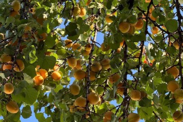 Фото №5: Земельный участок под ИЖС 4.02 сот. - Октябрьский, ст Краснодарский ЗИП-20, ул. Персиковая, 18/1