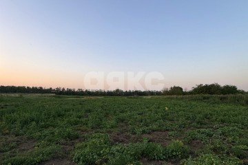 Фото №3: Личное подсобное хозяйство - Заря, 